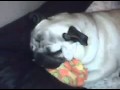 Pugs