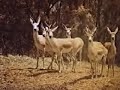 Джейран.avi