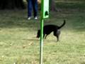 Lilli al parco