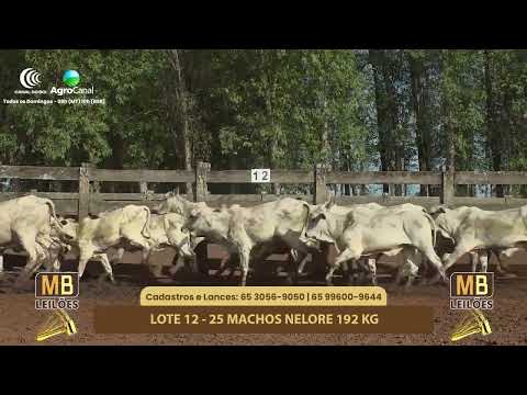 528� LEIL�O VIRTUAL MB LEIL�ES