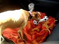 Bessie gets a new toy.