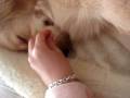 Golden Retriever Bucca sleeping like a baby