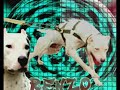 pit bull counter terrorist