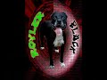 pit bull counter terrorist