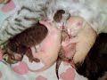 Duimzuigend kitten