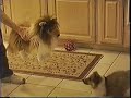 Sheltie Puppy Versus Stuffed Sheltie