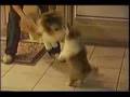 Sheltie-Puppy-Versus