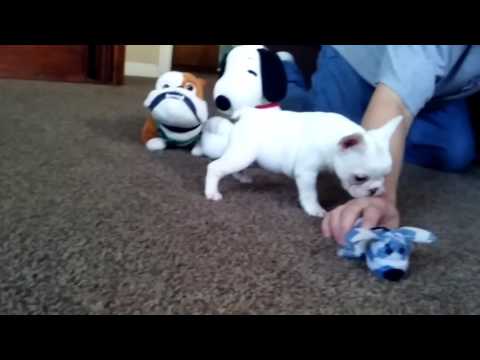 Cute video of Bella showing her playful side