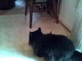 Ask a Kitten\"Are you gonna make any more retarded vids)