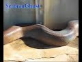 Anaconda