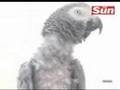 Parrot With Gloucester Accent