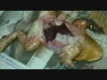 User Thumb 1