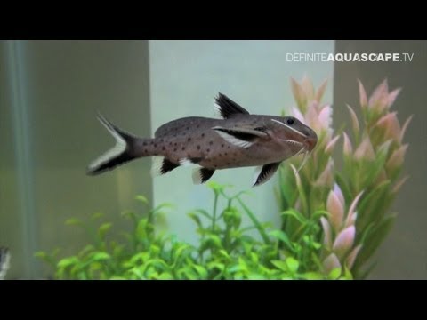 how to sink vegetables in aquarium