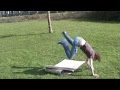 videos de Indoboarding Xtreme!