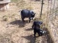 Pygmy goat kids - day five!
