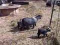 Pygmy goat kids - day five!