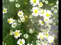 Stavely Camomile