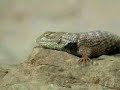 Colorado River Trip - Grand Canyon Wildlife Colorado River Trip - Grand Canyon Wildlife