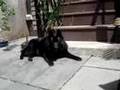 Schipperke My Rescue Dog Ivan Trying to Sleep In The Sun
