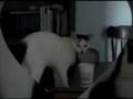videos de Ferris exploring
