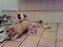 4 week old Alapaha puppies eating Raw