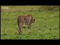 A cheetah mother, Honey and her three young cubs are unwittingly about to bump into a lioness. This cheetah however will not back down! From the BBC.
