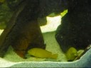 Occy n Spix having sexy time - Electric Yellow Cichlid