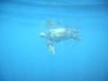 videos de Nager avec les dauphins en Méditerrannée avec Cala Rossa Dream / www.cala-rossa-dream.com
