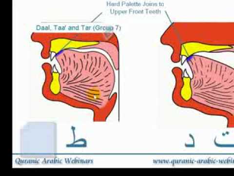 Key Origination - QAW Adult Tajweed Lesson 6 (2/2) - The Places of Origination Of The Arabic Alphabets Learn exactly where each letter sound originates from. This is one of th...