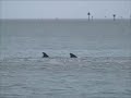 Dining Dolphins . . . It\ Dining Dolphins . . . It\
