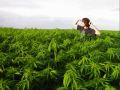 #3 The Biggest Marijuana Plantations in the World !!! MR CANNABIST TV