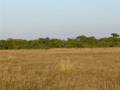 (In my view) unprofessional guide behaviour in Masai Mara