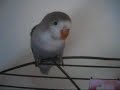 Leona Somewhere Over the Rainbow - Lovebirds