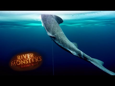 Catching A Mysterious Arctic Shark | SHARK | River Monsters
