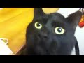 Il mio gatto mi dice...CIAO!