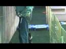 Pasadena California Dog training Pasadena California Dog training