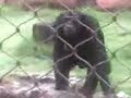 Macaco que cheira o furico!