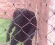 Macaco que cheira o furico!