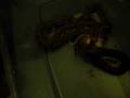 videos de retic munching