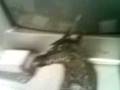 videos de DRAGON QUE TE MIRA  PATON