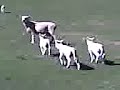 Sheep Hunt