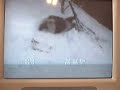 snowfight snowfight