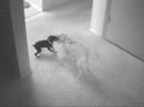 Devil Dogz