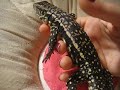 Ziggy my black and white tegu!