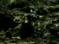 videos de Bronx Zoo Trip