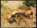 Lions & Hyenas the Two Ultimate Predators of Africa Lions & Hyenas the Two Ultimate Predators of Africa