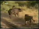 Lions & Hyenas the Two Ultimate Predators of Africa