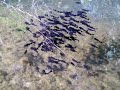 Toddler catfish in L.A. River
