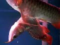 Conjoined Asian Arowanas! Rare