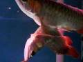Conjoined Asian Arowanas! Rare